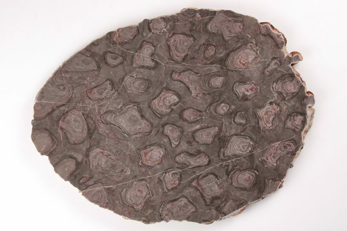 Polished Stromatolite (Inzeria) Slab - Million Years #208159